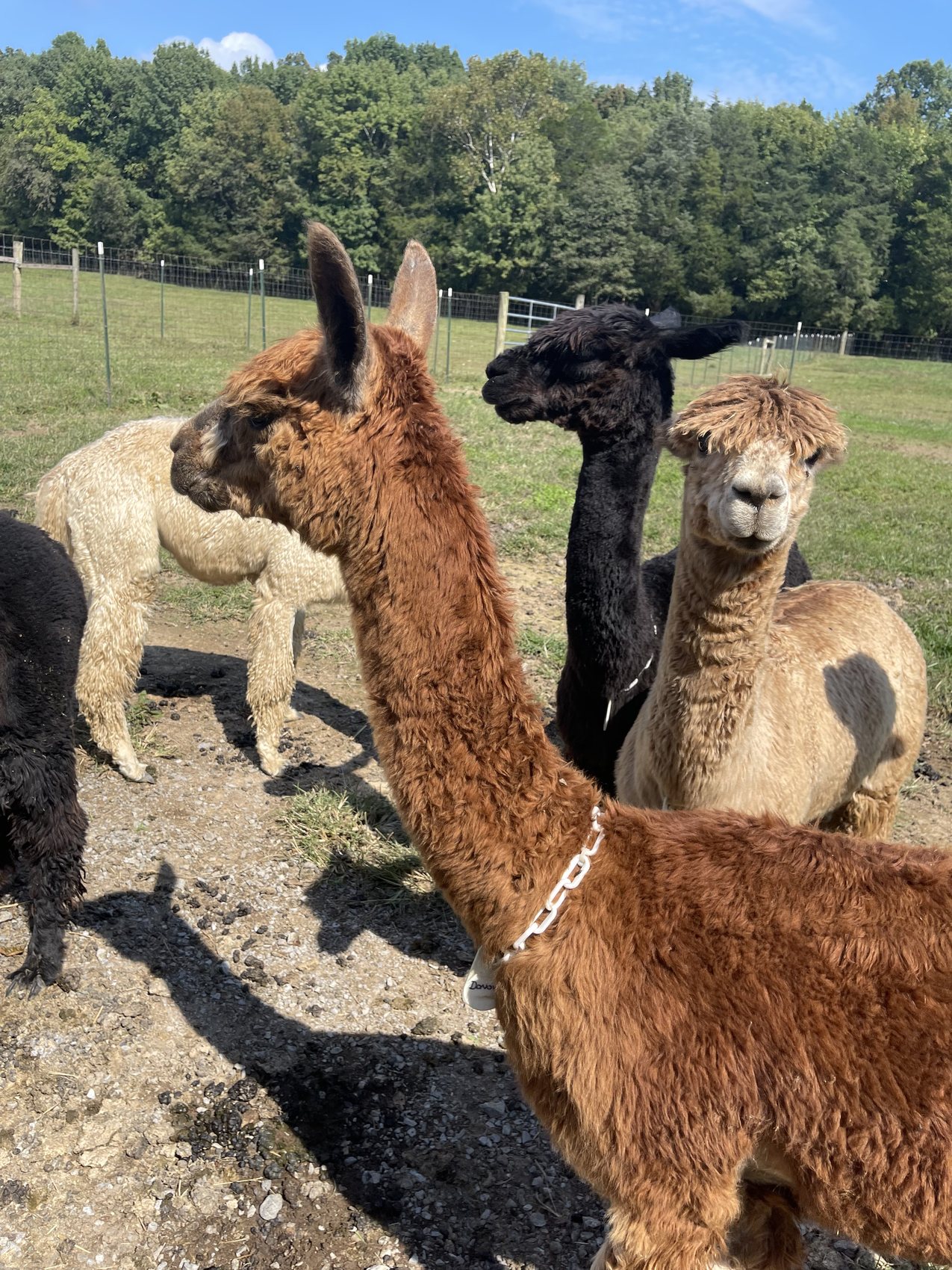 Brown, black, and fawn alpacas gathered together at Happy Homestead