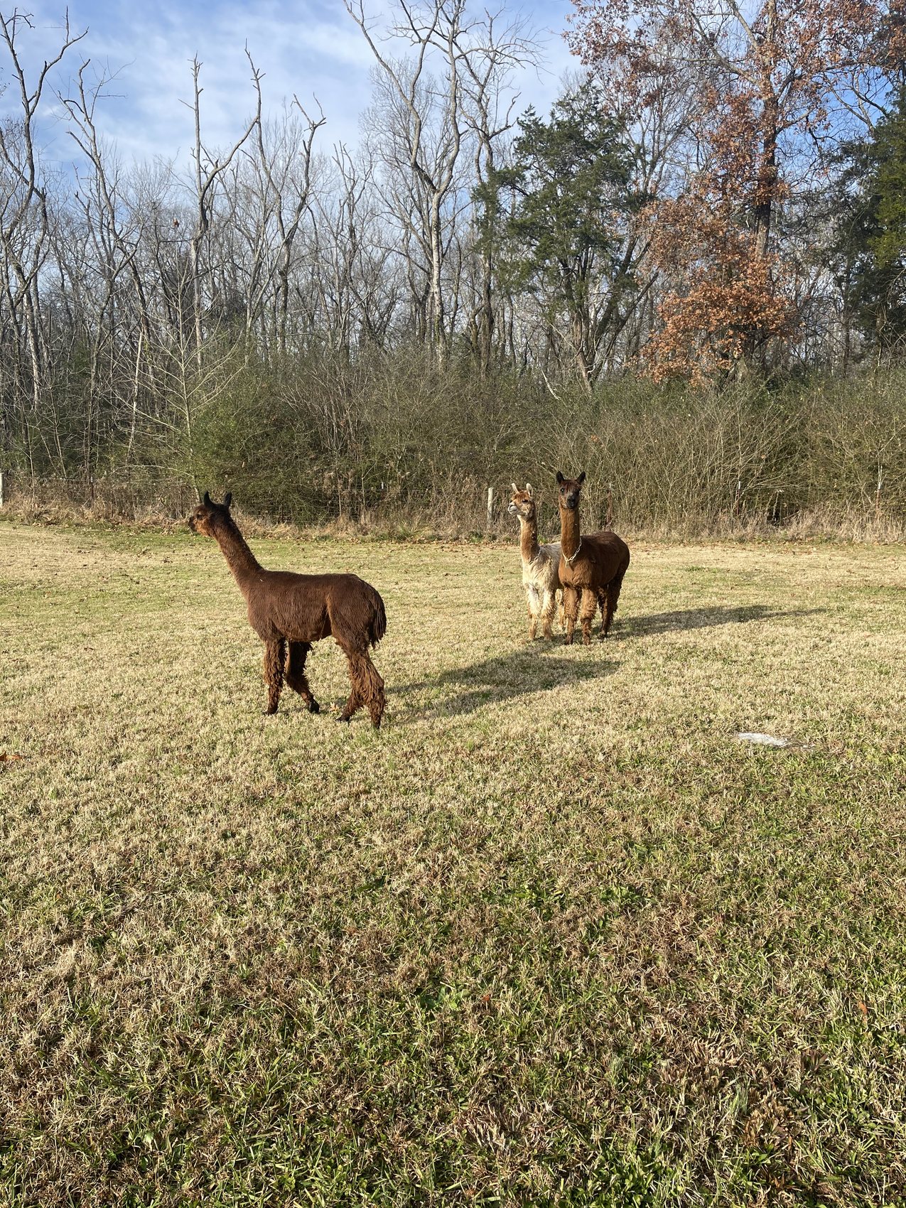 Three alpacas at the tree line in low afternoon sunlight