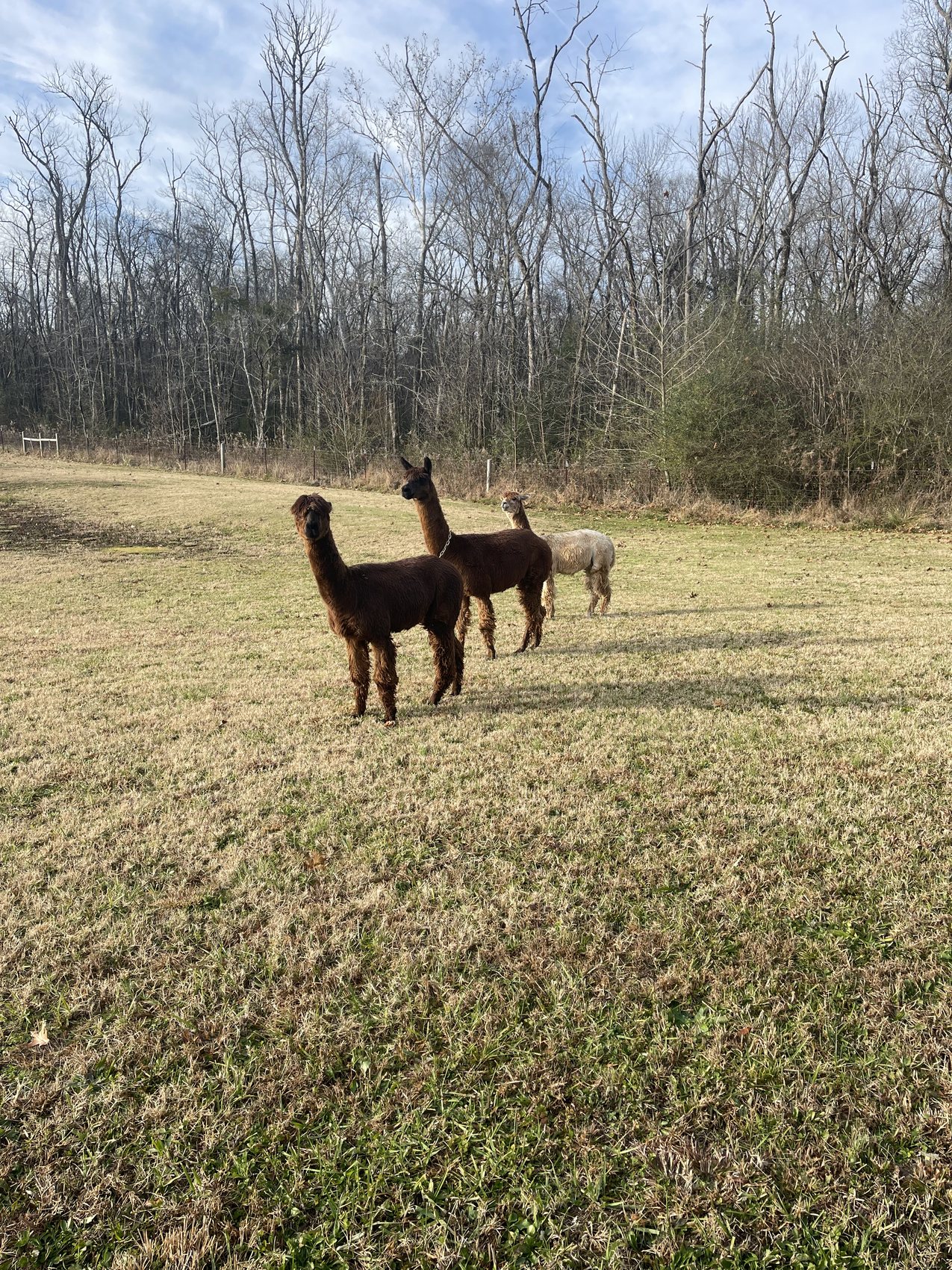 Three alpacas watching from the pasture beside the woods at Happy Homestead