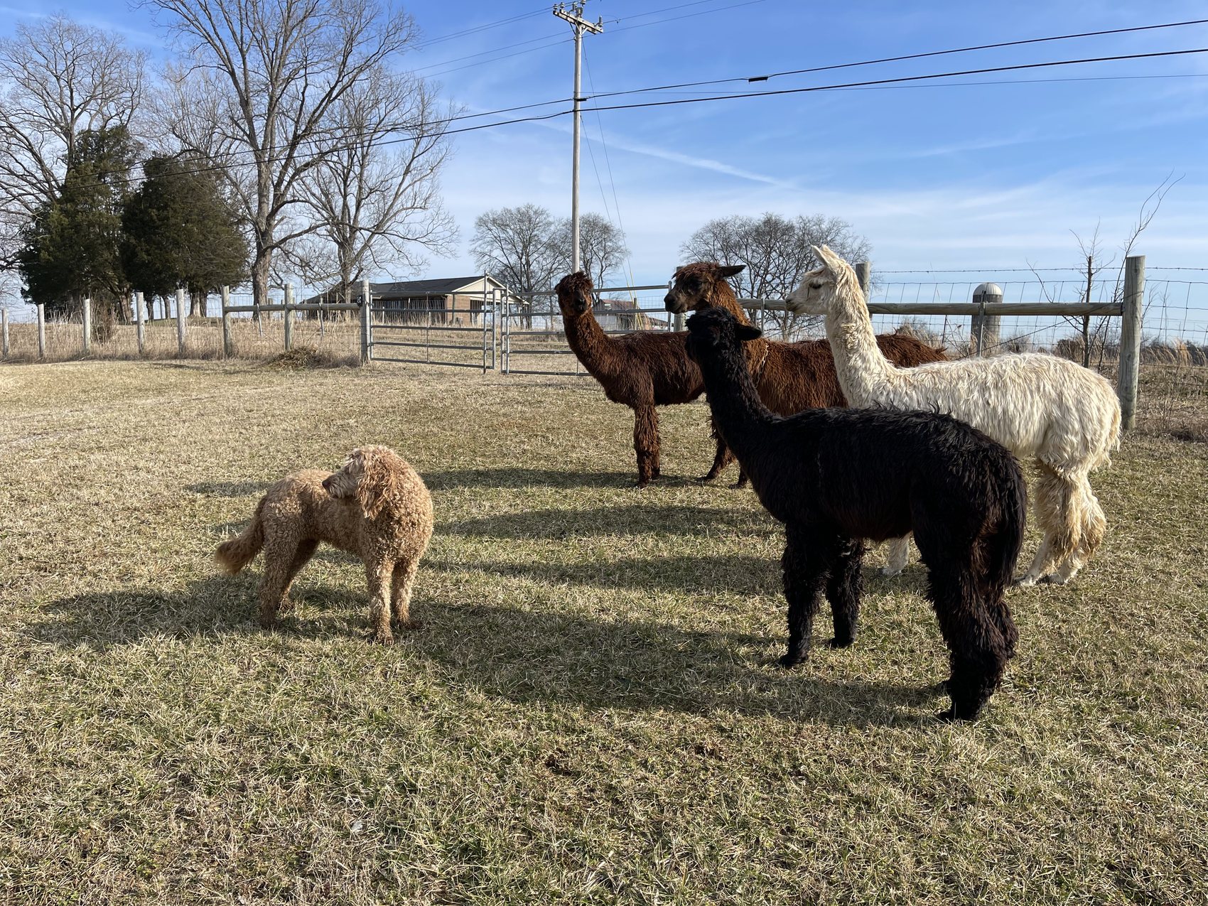 The herd gathered along the farm fence in winter sunshine