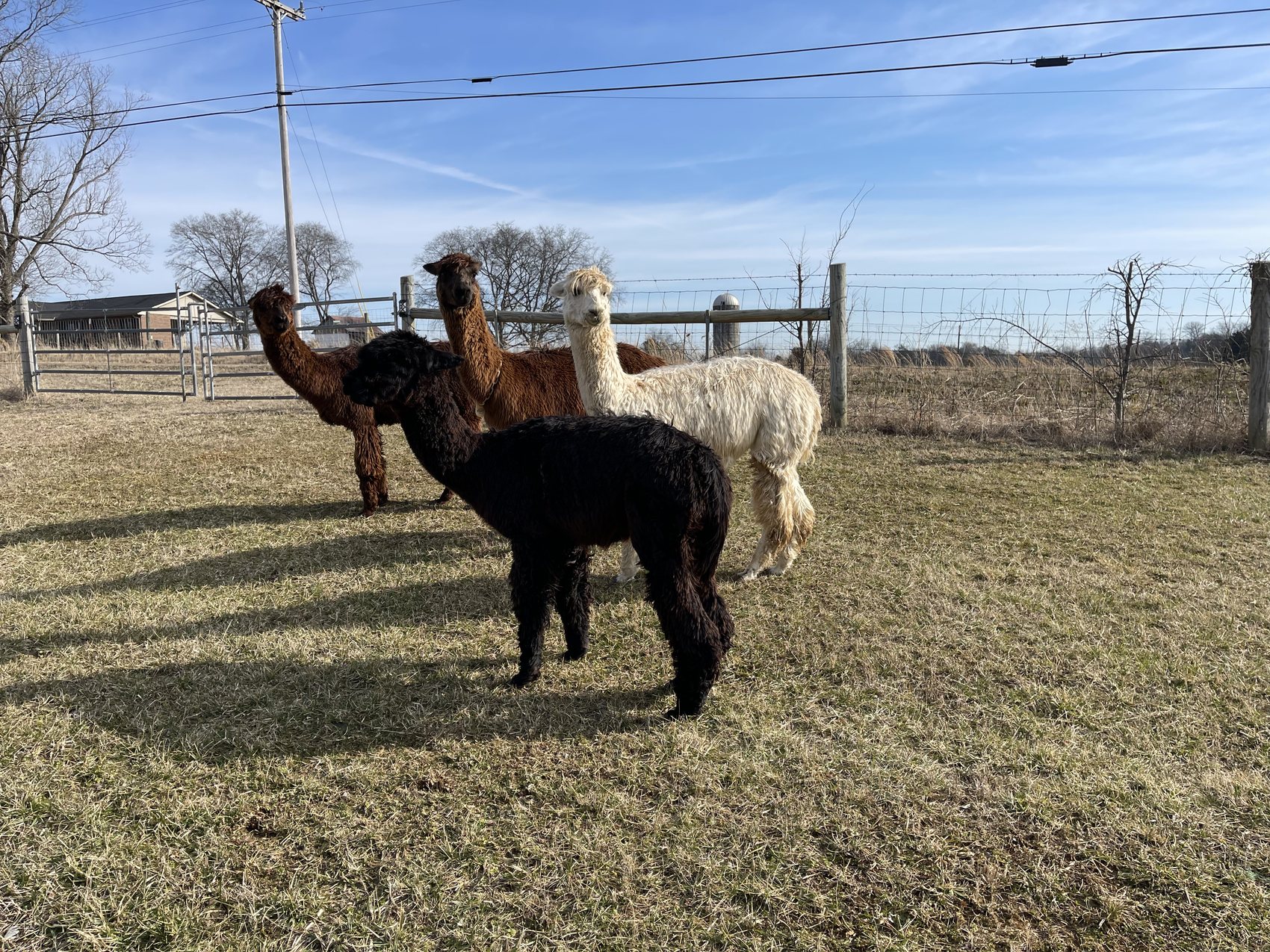 Dark brown, black, and cream alpacas gathered near the farm fence