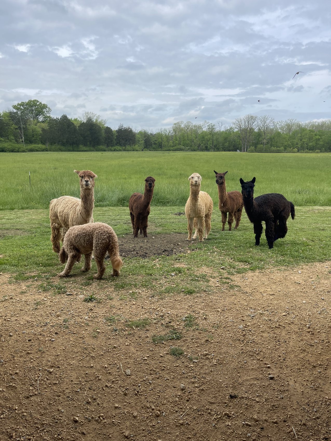 The Happy Homestead herd looking up from a green spring pasture