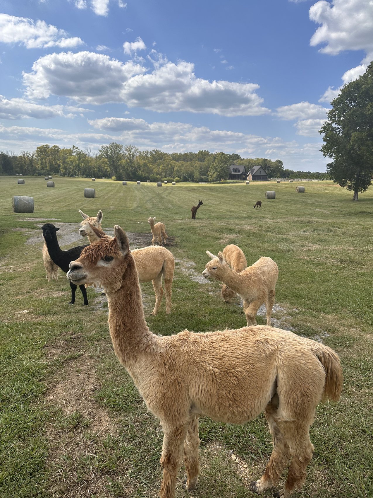 A fawn alpaca in front of hay bales and the Ray family's Tennessee homestead