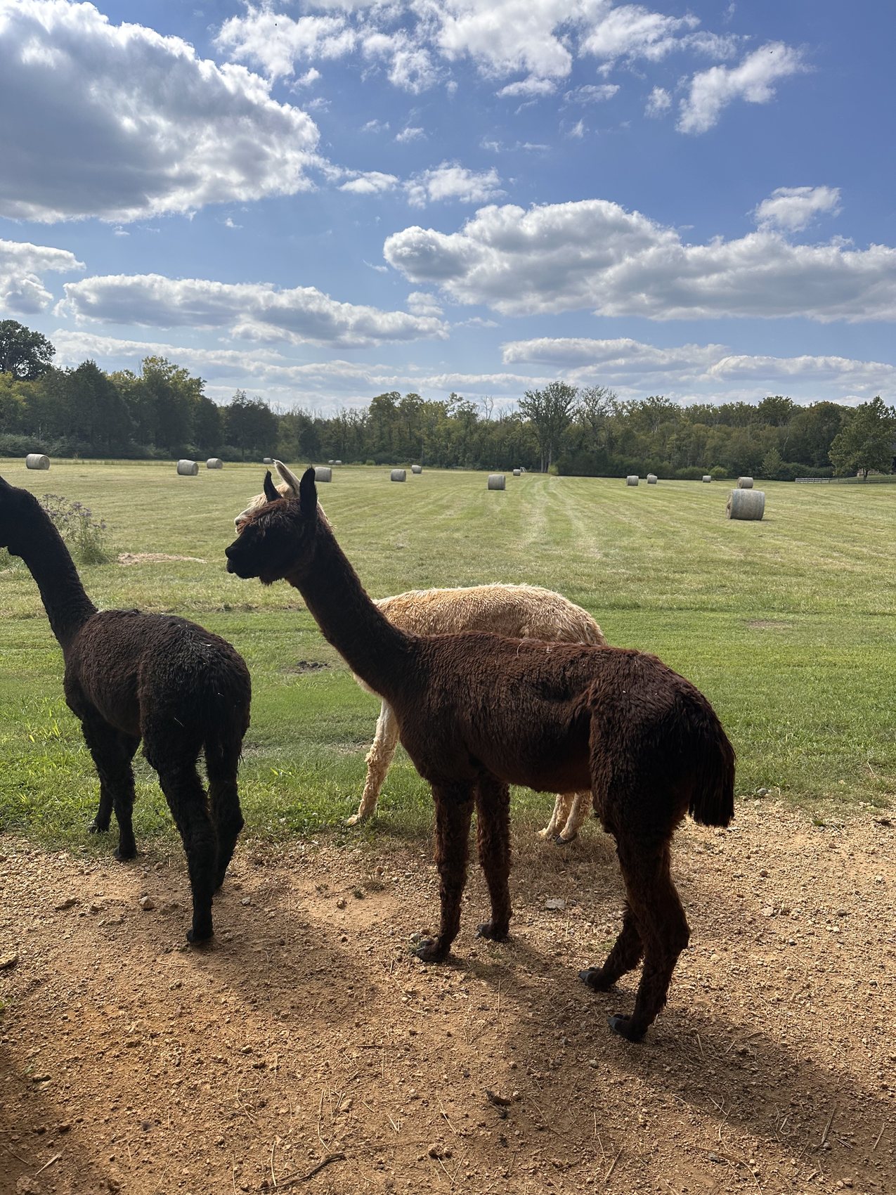 Alpacas beside freshly baled fields beneath a blue Tennessee sky