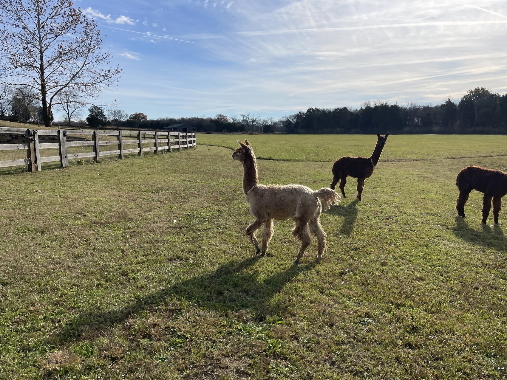 Alpacas walking through the Ray family's open pasture in Lewisburg, Tennessee